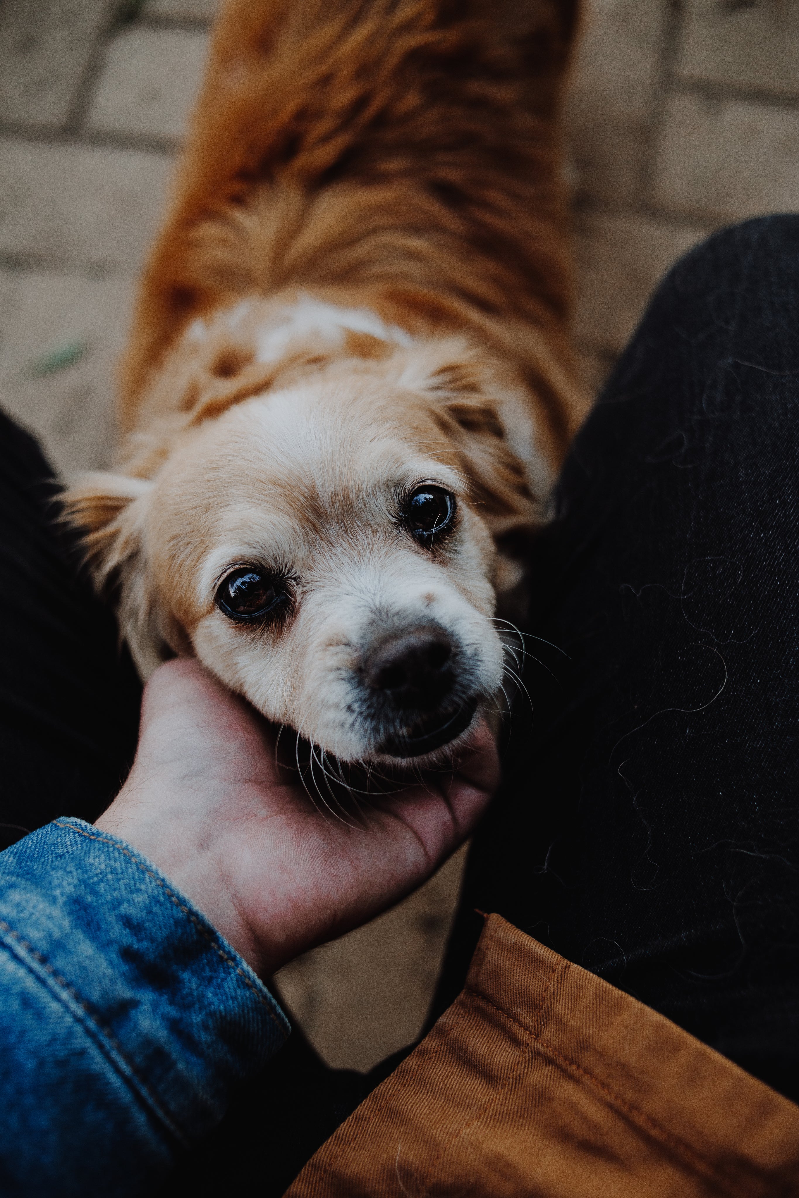 Pet Care